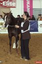 Шоу арабских лошадей в Ленэкспо