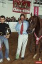 Шоу арабских лошадей в Ленэкспо