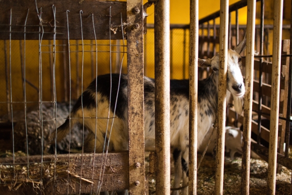 Коза на ферме всего одна