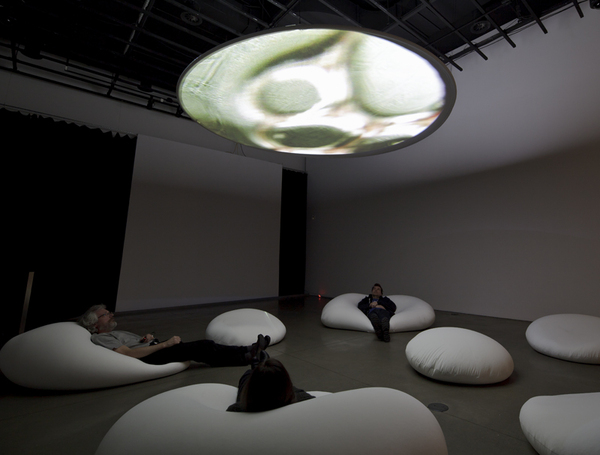 Видеоинсталляция «Культура клеток: точка зрения», Тагни Дафф. Канада.