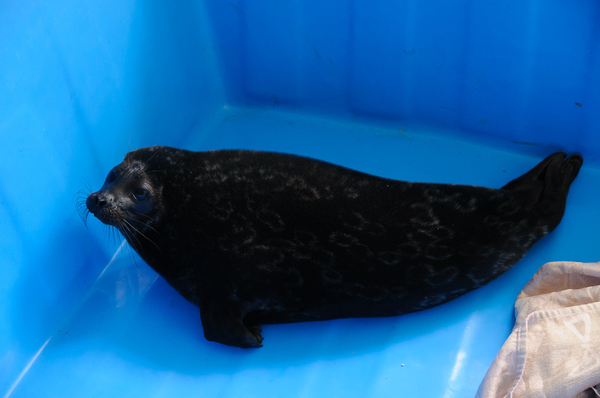 Детеныш кольчатой нерпы Меккерике III