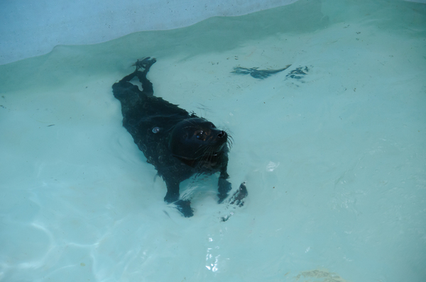 Из-за недостаточной массы тела нерпу приучают к воде постепенно - 2 раза в день по 15 минут