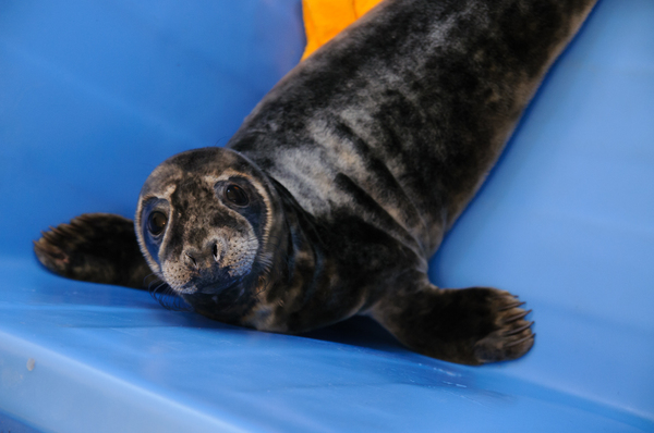 Висти - самец тюленя, которого спасли рыбаки в Лужской губе