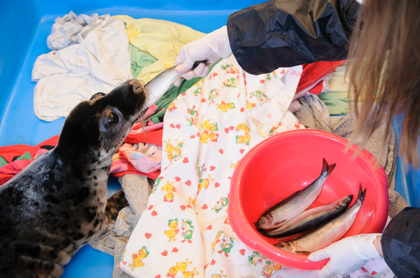 Девочка Халли научилась есть салаку самостоятельно всего пару дней назад