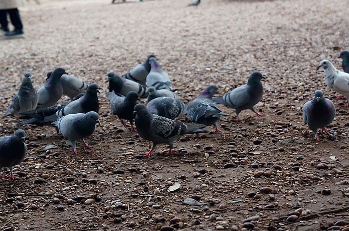 Голуби в садах Боргезе