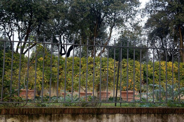 Мандариновые деревья в садах Боргезе