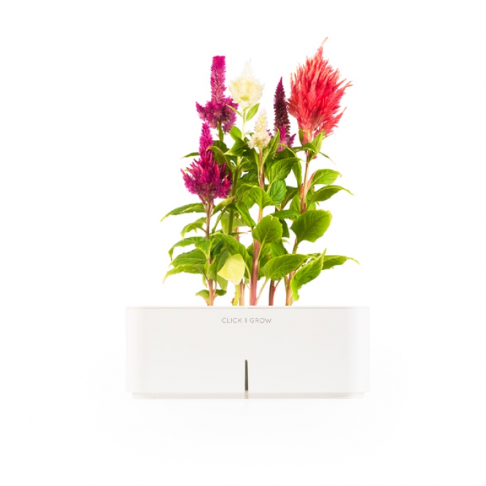 Целозия Манящие взгляд цвета – круглый год и без особых усилий. Растение с бутонами, похожими на языки пламени или, быть может, на перышки, любит