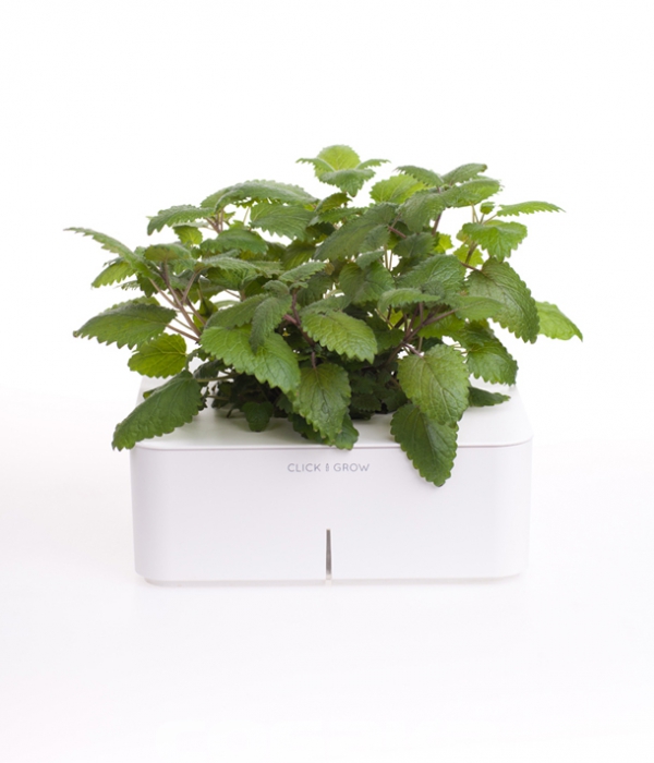 Мелисса Вырастает сравнительно быстро, обладает сладко-мятный вкусом и пышной листвой. Будь то тонизирующий чай или декорация десерта – мелисса будет