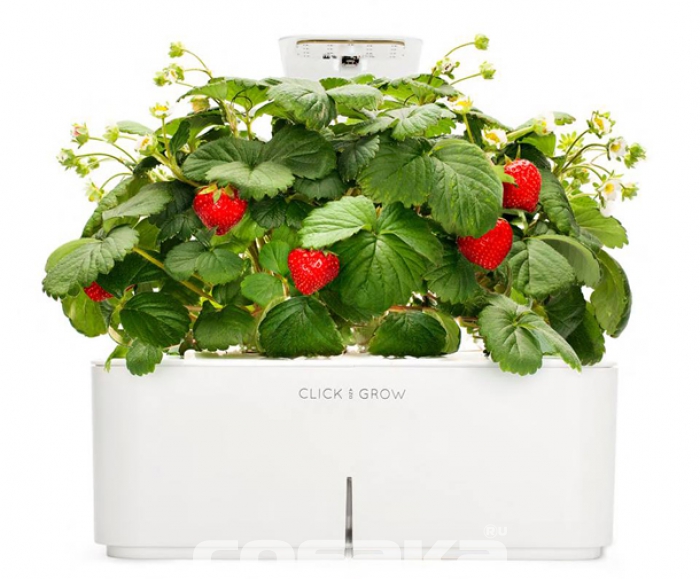 Земляника Многолетнее яркое растение, не нуждающееся в представлении. Ароматные ягодки и листья станут самым привлекательным украшением летнего