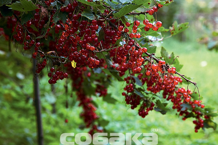 Дом окружает более десятка кустов смородины