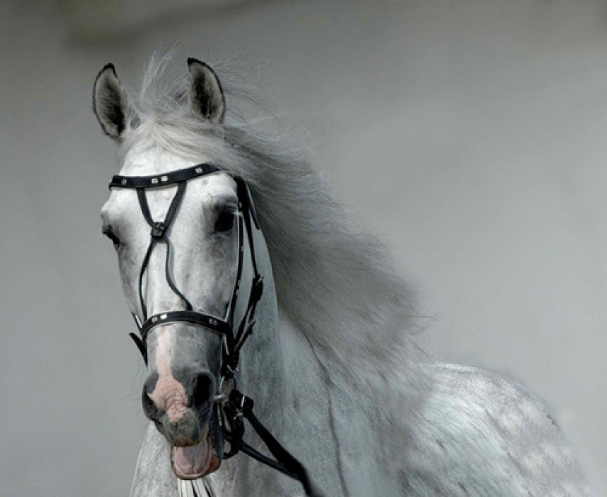 Конь Наш край всегда славился коневодством. Самые лучшие лошади, поставщиком которых была именно наша республика, были рысистых пород. Удивительным