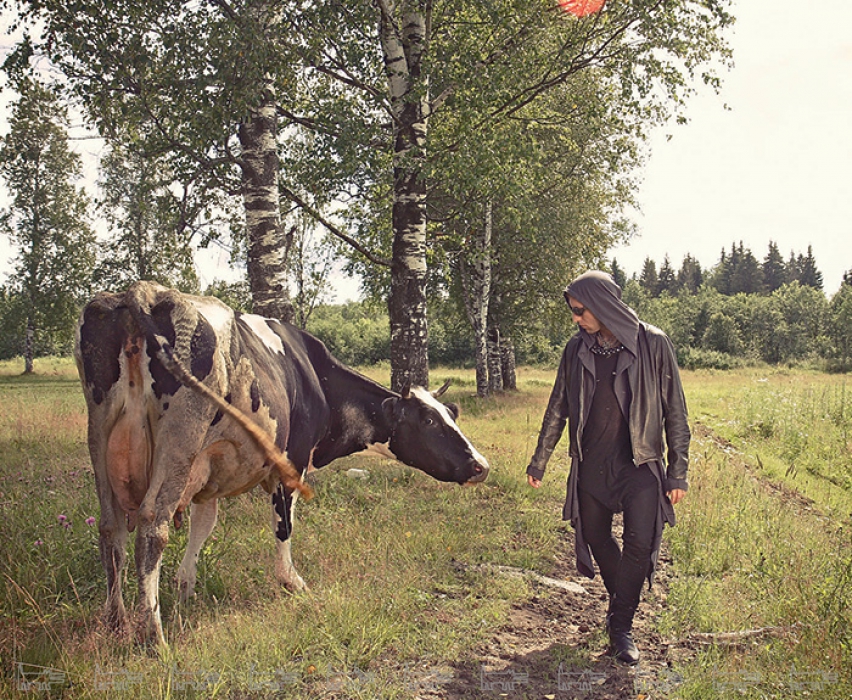 Сергей Луковский гипнотизирует корову