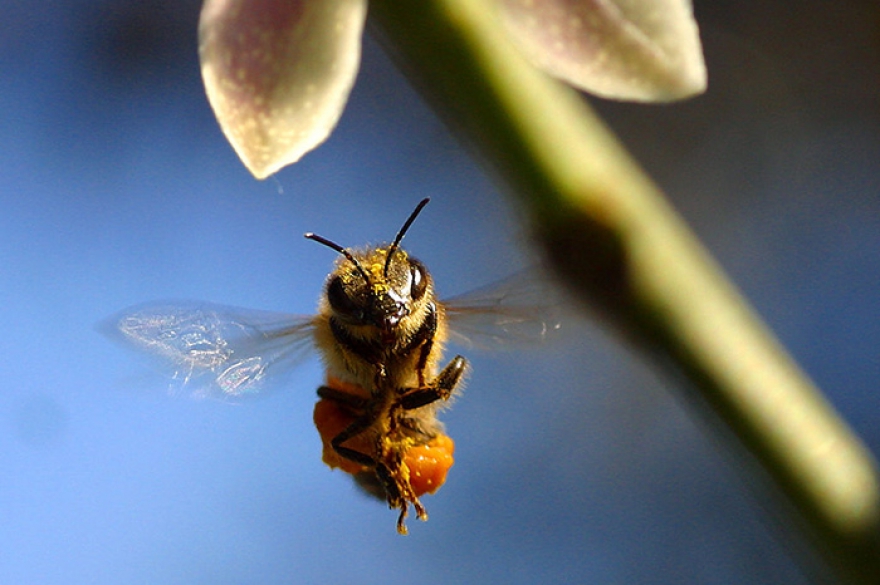 Scientists warn of 'ecological Armageddon' after study shows flying insect numbe