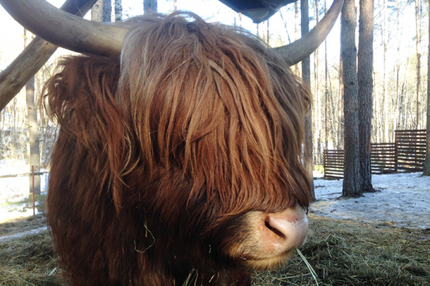 Корова Фиона