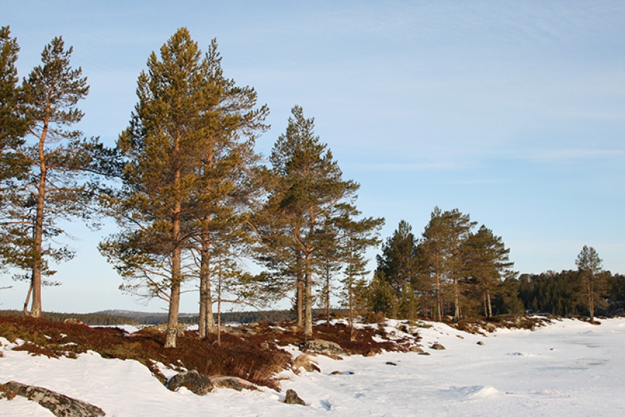 Окрестности плантации El Mare на Белом море