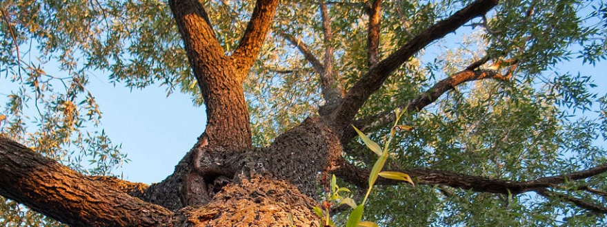 Михаил, ударные Недалеко от стадиона Водник и ул. Грузинской живет 100-летняя ветла. Она ввинтилась огромным многометровым скрюченным скрученным в