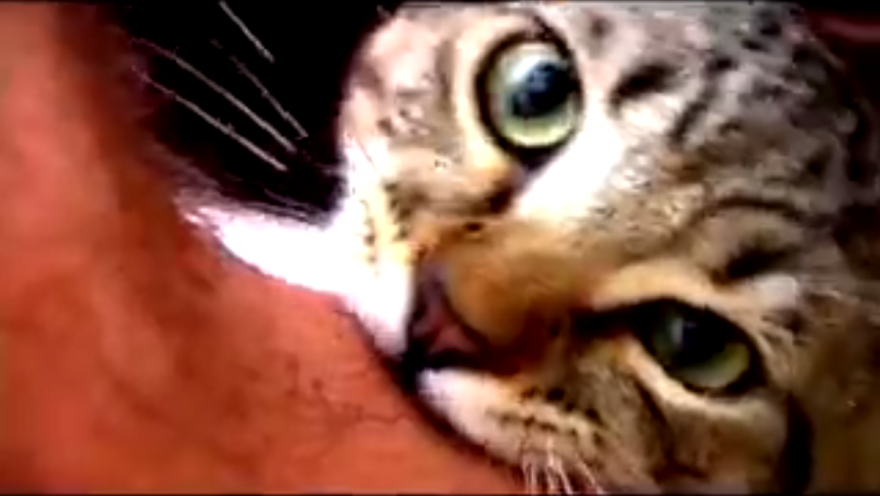 10 место Имя: Kitty Cloning Song Количество просмотров: 82 млн просмотров Видео-ролик на YouTube История популярности этого ролика берет начало из
