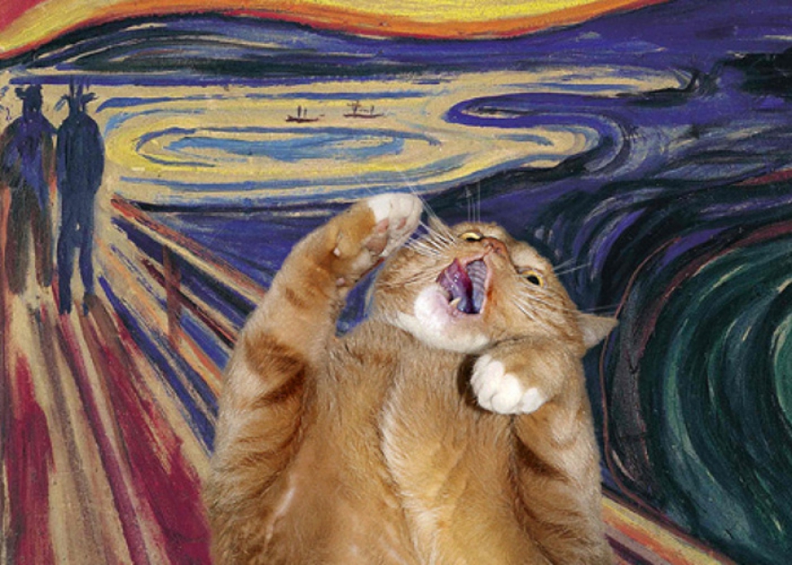 Крик кота
