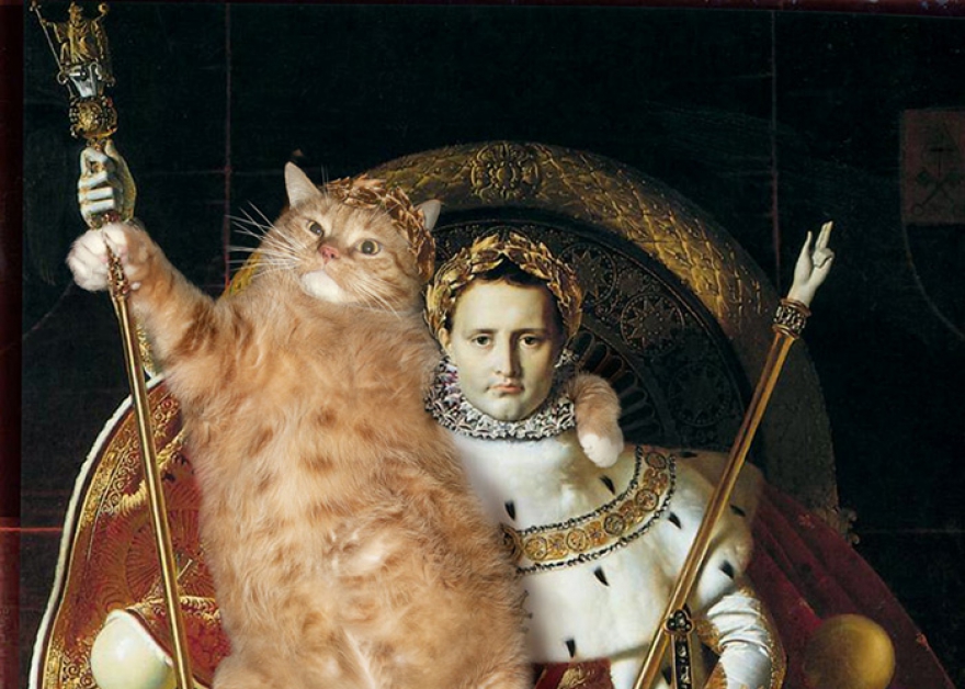 Кот король картинка
