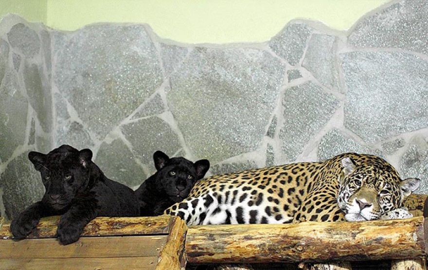 Санкт петербург зоопарк фото всех животных