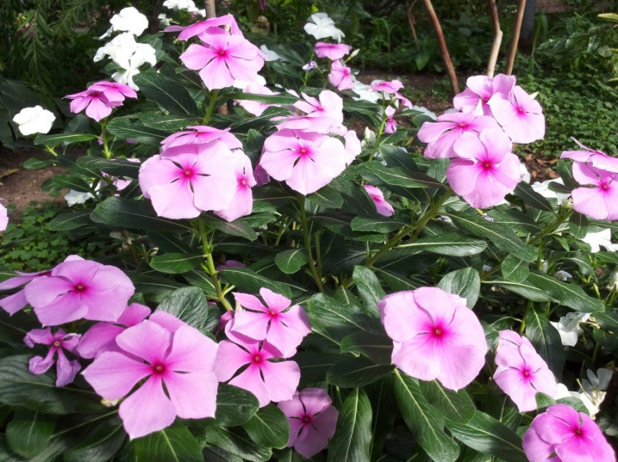 Ботанический сад КФУ «Ботанический сад» при КФУ — это городская особо охраняемая природная озелененная территория. Здесь содержатся документированные