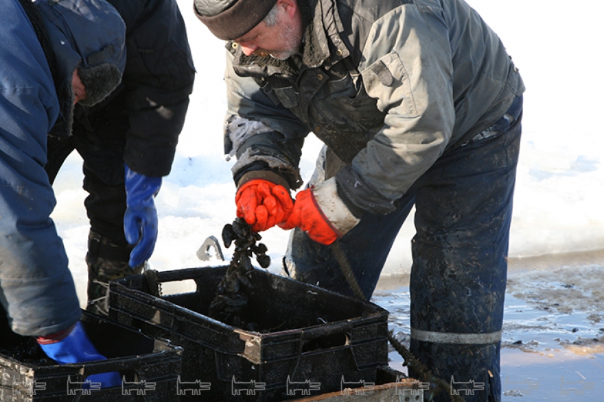 Кроме мидий El Mare продает устрицы, приморские гребешки, ракушки вонголе, трубача и спизулу.