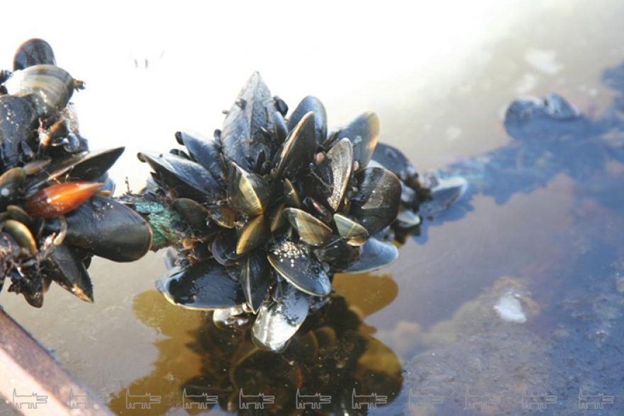 Акваферма El Mare