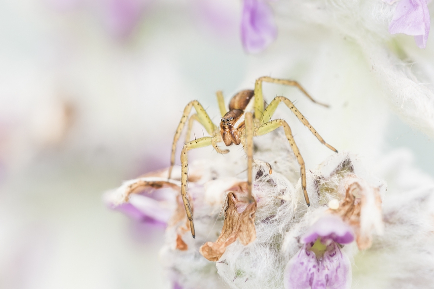 «Охотник на белом», фото: Евгения Муравская. Второе место в номинации «Макросъемка»