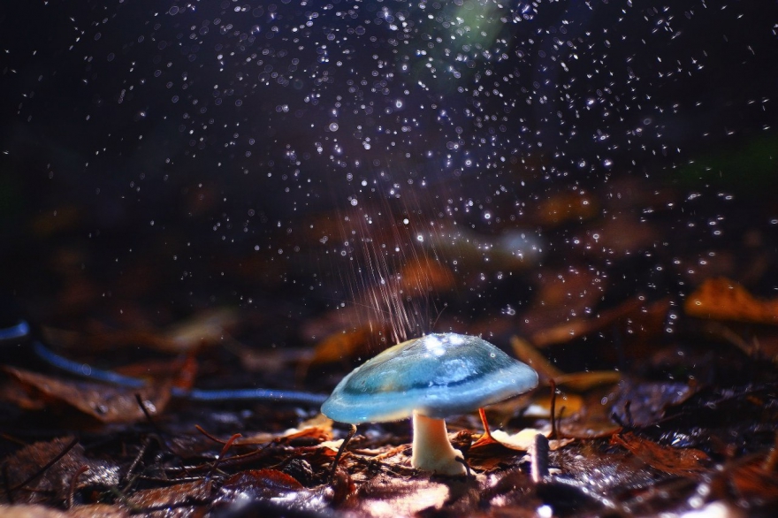 «Под метеорами», фото: Сергей Кичигин. Третье место в номинации «Растения»