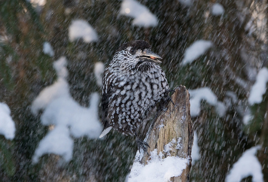 «Запасливая кедровка», фото: Владимир Кирпичев. Второе место в номинации «Птицы»