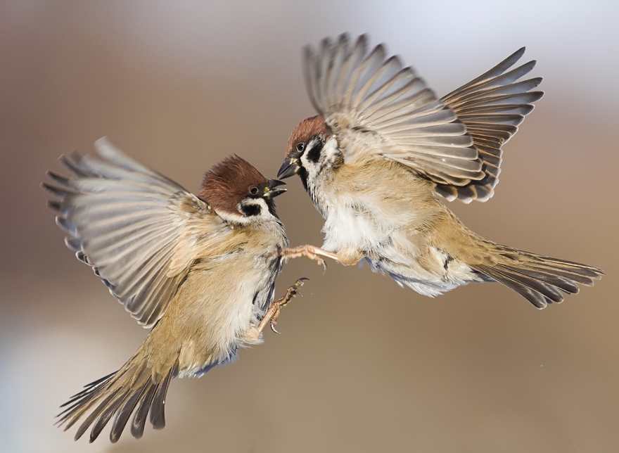 «Воздушный поцелуй», фото: Наталья Бачкова. Третье место в номинации «Птицы»