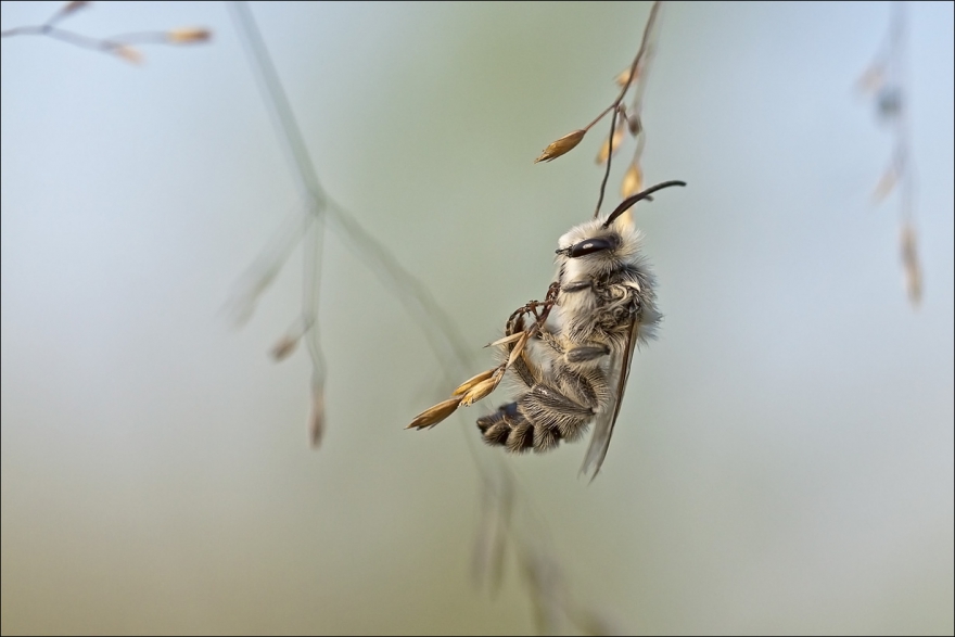 «Соня», фото: Татьяна Максимова. Третье место в номинации «Макросъемка»