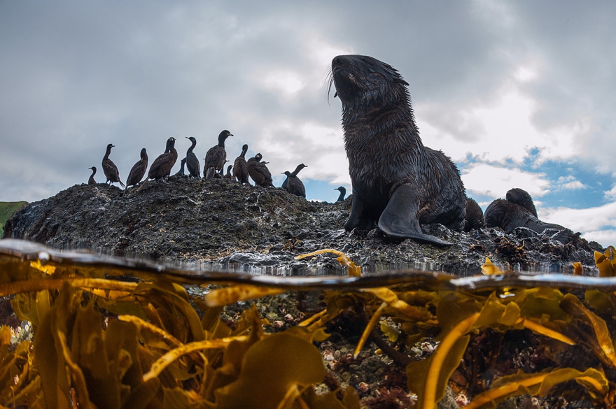«Пляжный сезон», фото: Андрей Сидоров. Второе место в номинации «Млекопитающие»