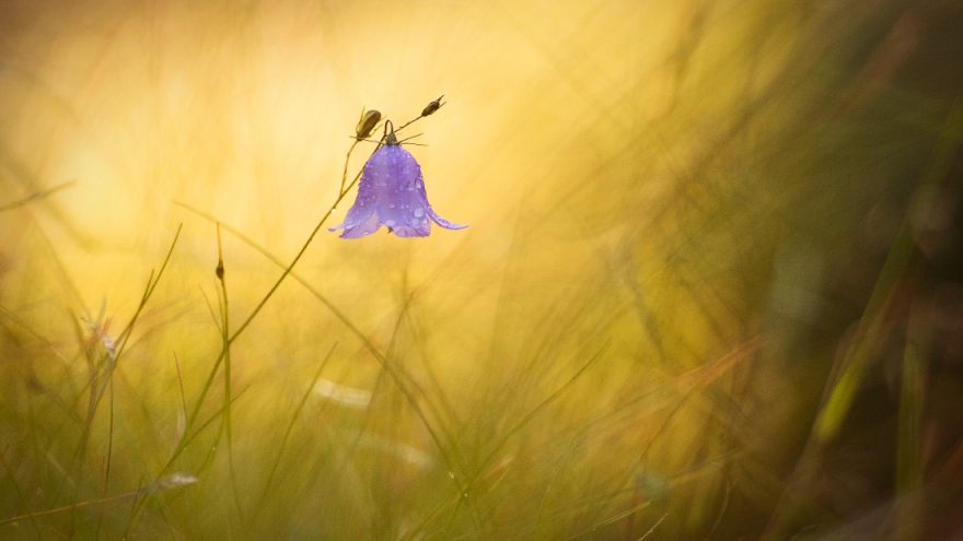 «В лучах заката», фото: Александр Иванов. Второе место в номинации «Растения»