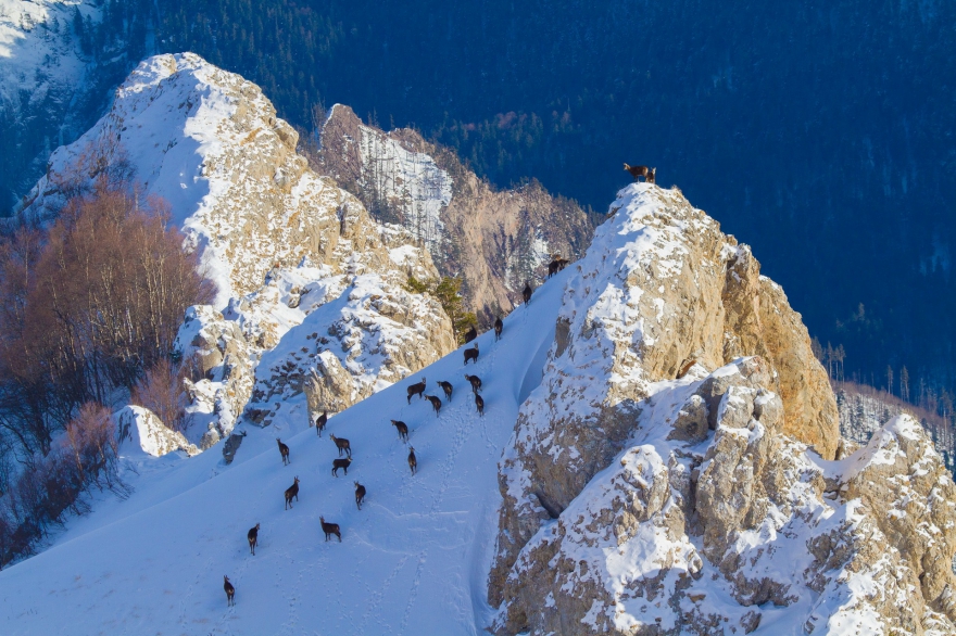 «Серны», фото: Александр Перевозов. Третье место в номинации «Млекопитающие»