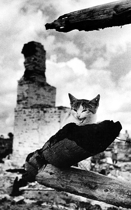 Михаил Савин. На пепелище города Жиздра. Кошка с простреленным ухом, 1943 год.