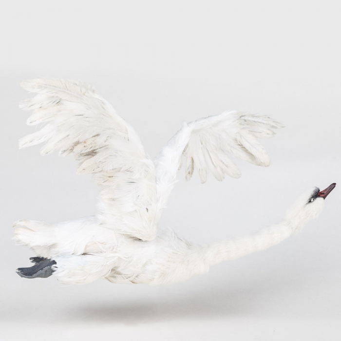 «Гадкий утенок»