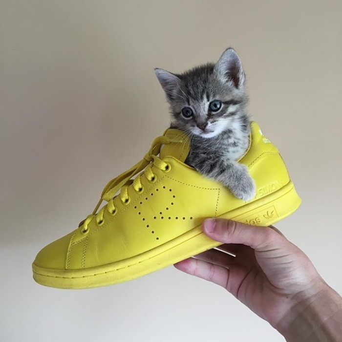 Кот найк. Кот в найке. Коты Nike. Котик в Nike. Котик в найках.
