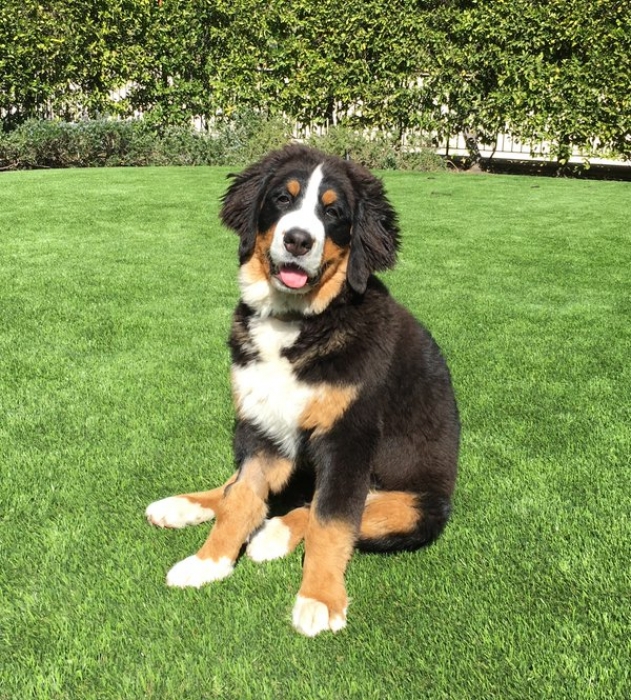 Бернский зенненхунд Мистер Шоу-бизнес