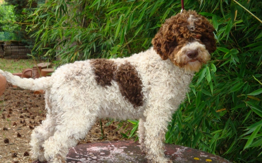 Собака породы лаготто-романьоло