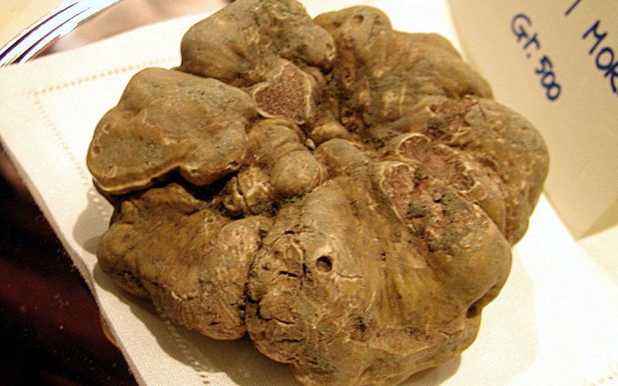 В этом году белый трюфель весом 850 грамм купили за euro 75 000