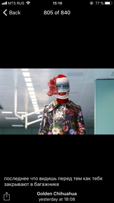 Фото: Telegram-канал Golden Chihuahua