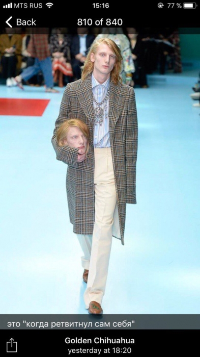 Фото: Telegram-канал Golden Chihuahua