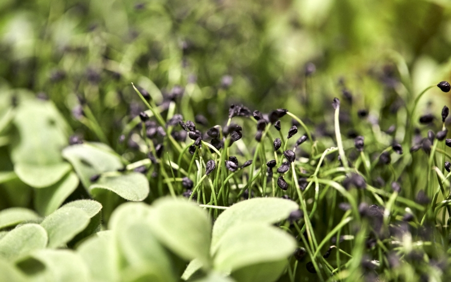 Foraging или что выросло, то выросло