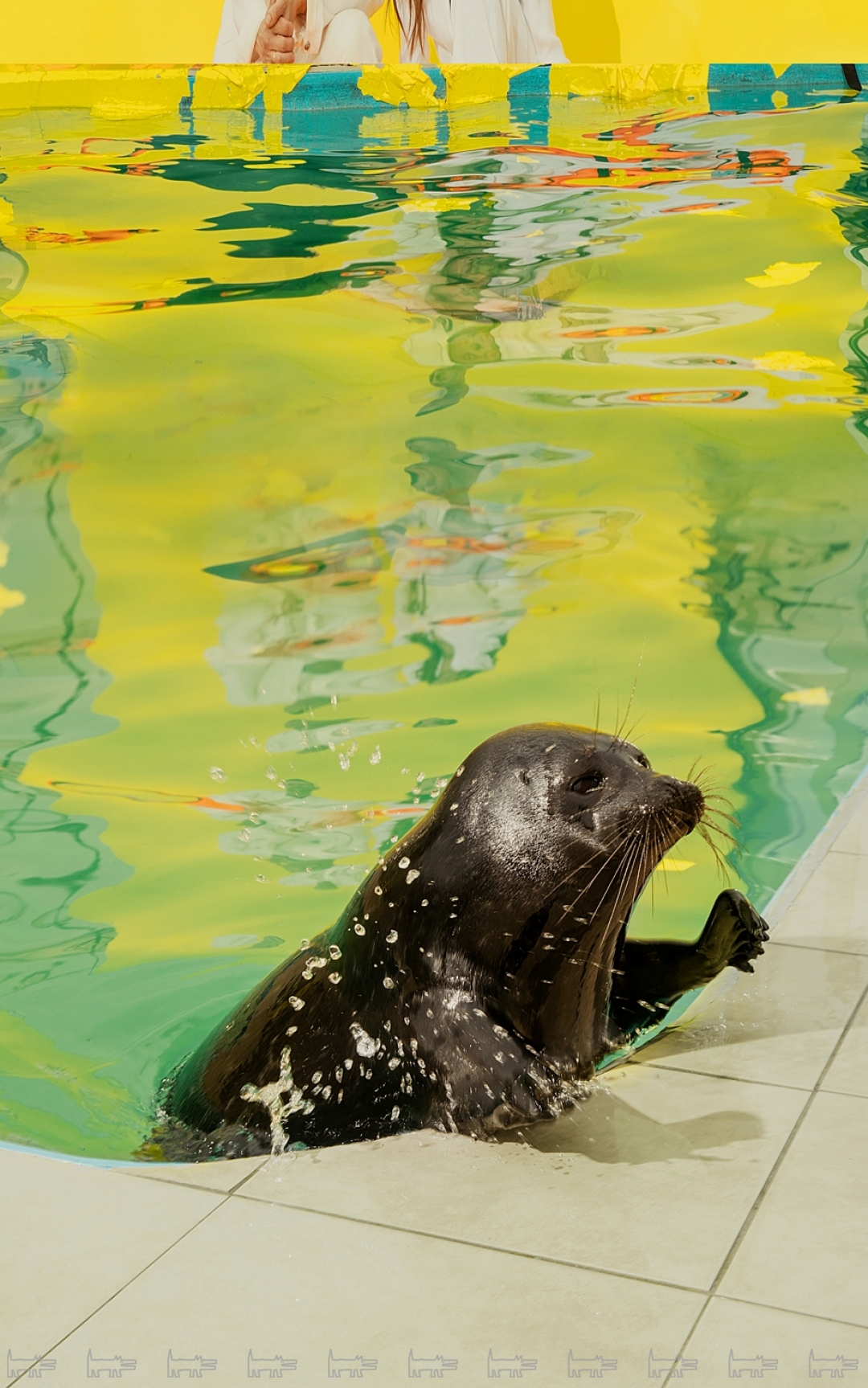 Тюлень Крошик в нашей съемке для проекта «ТОП 50. Самые знаменитые люди Петербурга»