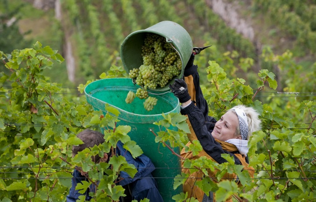 Сбор урожая в замке Вакербарт. Фото Schloss Wackerbarth