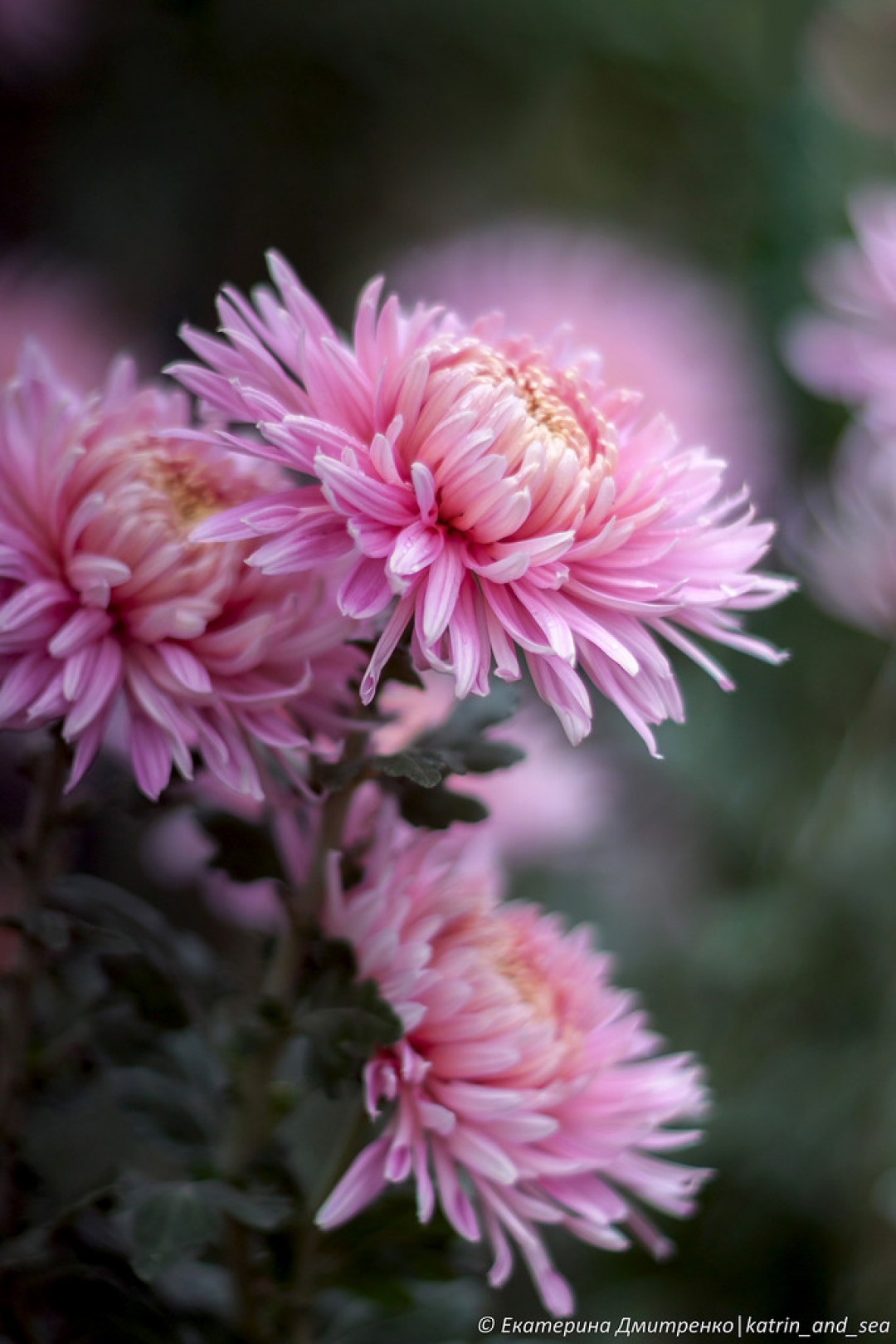 Растения октября. Хризантема Allouise Pink. Хризантема Октябрина. Хризантема Allouise White. Астры и хризантемы.