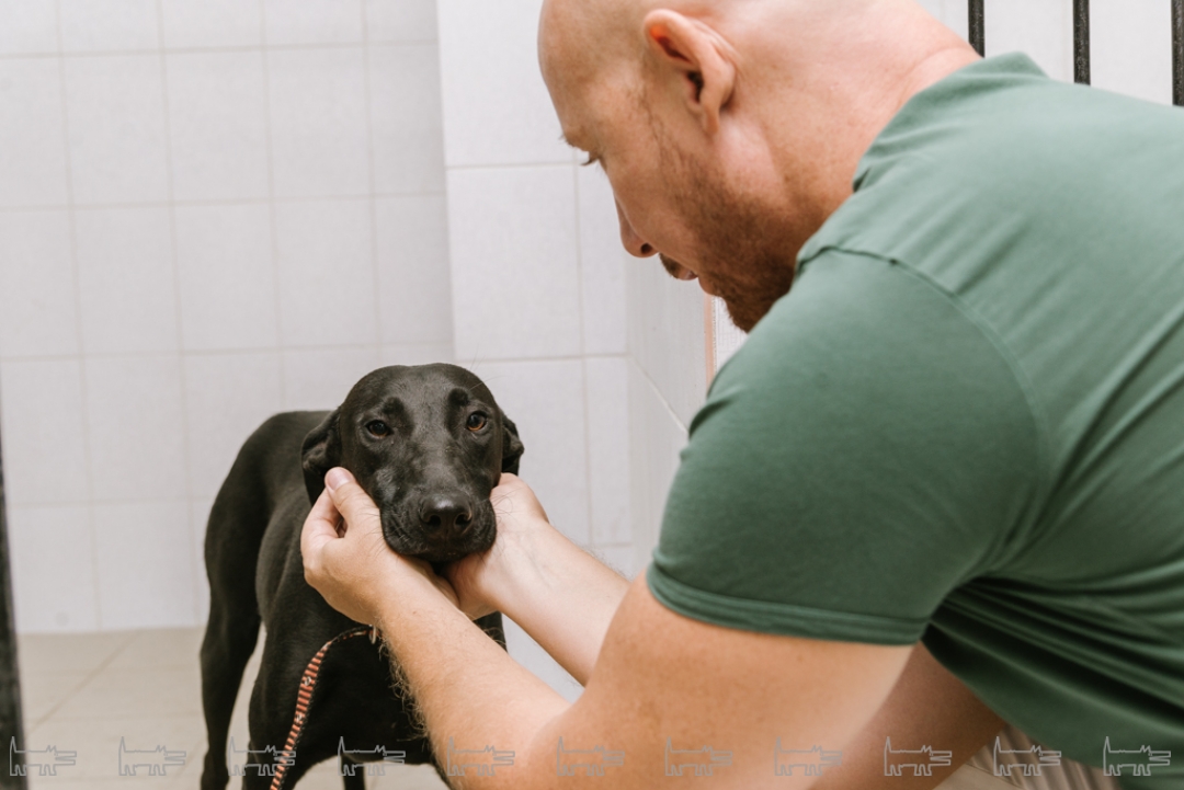 Через полгода центр будет принимать до тридцати собак в день.