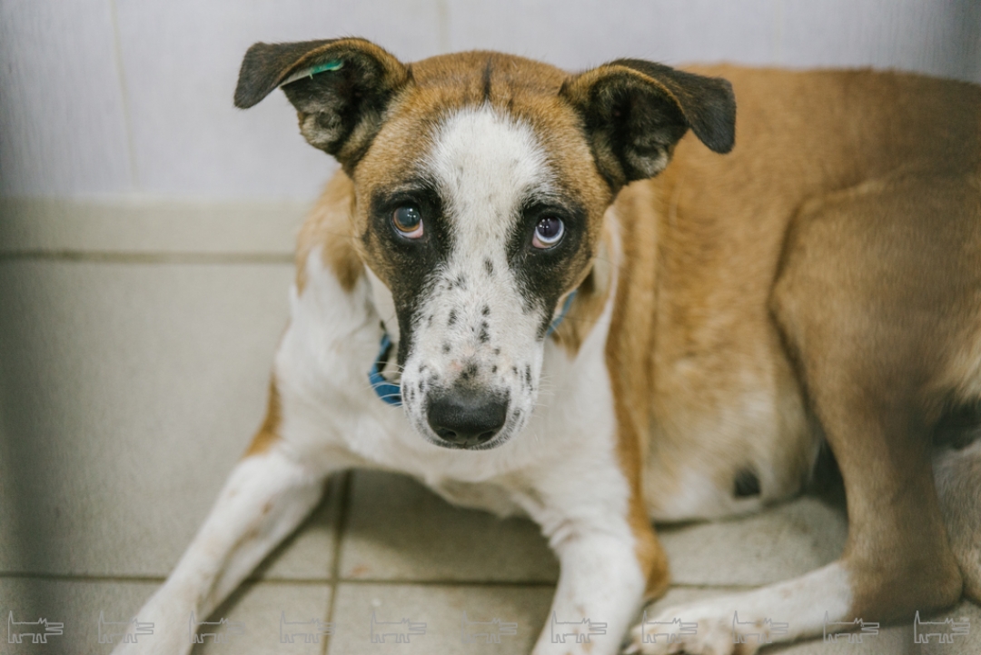 Все клетки оборудованы полами с подогревом.