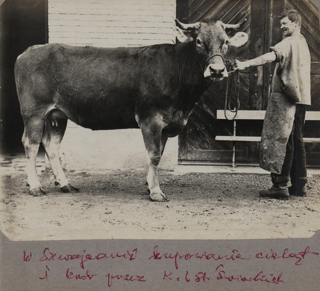 Скотный двор. Дата съемки: 1 января 1901 - 2 января 1920. Фотография из архива Екатерины Мисниковой.